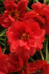 Portulaca Happy Hours Deep Red Seed - 25 Multipelleted Seed