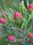 Leucadendron Strawberry Fair 15CM Pot