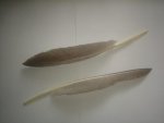 Smudging Natural Greyish Feather