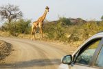Safari Tour Business