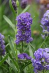 Lavender Ellagance Purple Seed - 10 Raw Seed