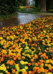 Marigold Hot Pak Mix Seed - 50 De-tailed Seed