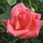 Harmonie Hybrid Tea Rose 5LT