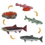 Safariology Life Cycle Of A Salmon