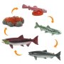 Safariology Life Cycle Of A Salmon
