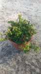 Ficus Repens pumila 22CM Pot Tickey Creeper