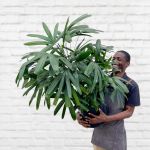 Broadleaf Lady Palm - In Mimi Palm Leaf Basket