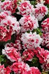 Petunia Pirouette Red Seed - 500 Pelleted Seed