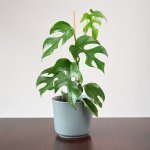 MINI Monstera - Vining - 14CM In Grey Ceramic Pot