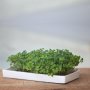 Microgreen Broccoli