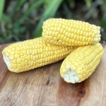 Organic Sweet Corn Heirloom Foods