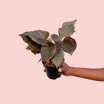 Homalomena Flamenco - 12CM Nursery Pot