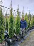 Cupressus Sempervirens ‘swanes Gold’ 70LT