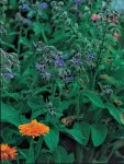 Borage Azure Blue Seed - 100 G Raw Seed