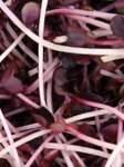 Radish Japanese Red Daikon Sango Seed - 100 G Raw Seed