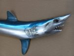 Shark 88CM Sh