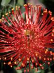 Leucospermum Raziya Pincushion 15CM Pot