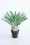 Agave Plant 70X74CM