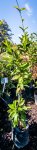 Click & Plant Online Nursery