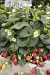 Strawberry F1 Elan Seed - 250 Raw Seed