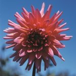 Dahlia Cactus – “anderson” Bulbs