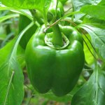 Green Pepper Cali Wonder 6 Pack