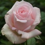 Brides Dream Hybrid Tea Rose 5LT