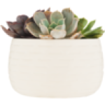 Green Pot Plant