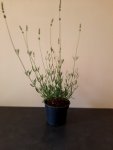 Lavender Margaret Roberts 15CM Pot