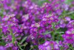 Alyssum Violet 6 Pack
