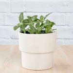 Nerve Plant - Green - In 13CM Flo Planter