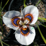 Moraea Villosa 5 Bulbs. Rare And Indigenous.