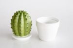 Fat Cactus In Pot – 21.5 X 12CM