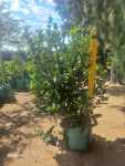 Viburnum Sinensis 60LT