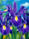 Dutch Iris Blue 17CM Pot