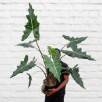 Elephant's Ear - Sarian - 16.5CM Nursery Pot