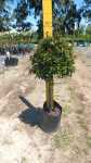 Syzygium Paniculatum Lollipop standard 10LT