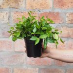 Beetle Peperomia - In 12CM Nursery Pot