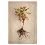 Succulent Study 4 Art Print - A0 No Frame Print Only