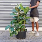 Rubber Tree - Robusta - Extra Large - 35CM Nursery Pot