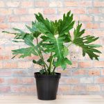 Split Leaf Philodendron - Extra Large - 30CM Nursery Pot