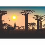 Disposable Placemats - Boabab Sunrise