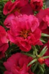 Portulaca Happy Hours Fuchsia Seed - 500 Multipelleted Seed
