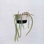 Hurricane Cactus - In Mia Melange Cotton Cord Hanger - Liquorice