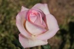 Christa Steyn Hybrid Tea Rose 5LT