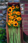 Helianthus Pro Cut Orange - 10000 Raw Seed