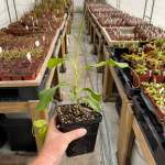 Tropical Pitcher Nepenthes Rokko - 13-25CM Leaf Span In 12CM Plastic Container
