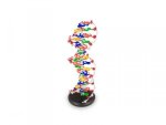 Dna Structure Model
