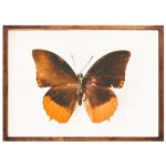 Sunset Butterfly - Premium Stretched Canvas A1