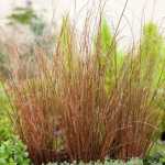 Carex Red Rooster 4LT